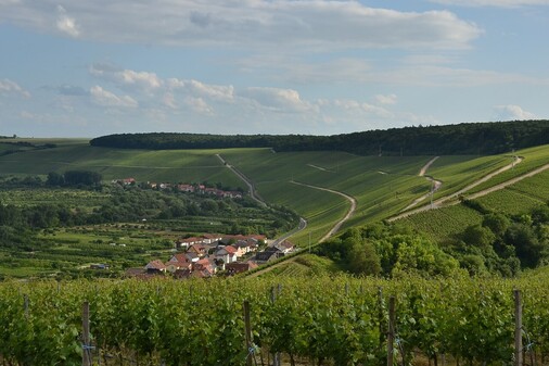 Silvaner-Escherndorfer-Lump-Franken-Vinothek-Jpeg